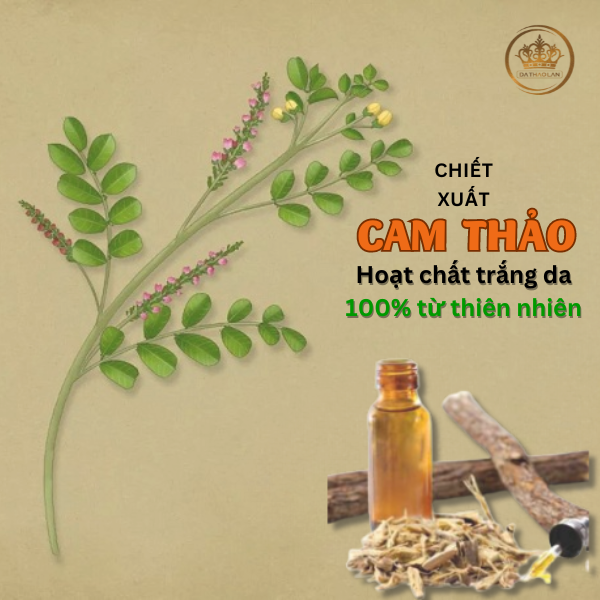 Chiết xuất cam thảo: Hoạt chất trắng da 100% từ thiên nhiên