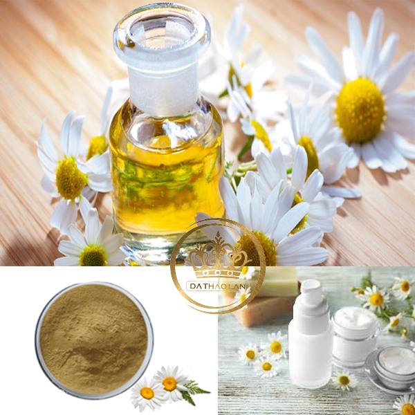 Chiết xuất Cúc La Mã- [GIẢI MÃ] công dụng của nguyên liệu mỹ phẩm này