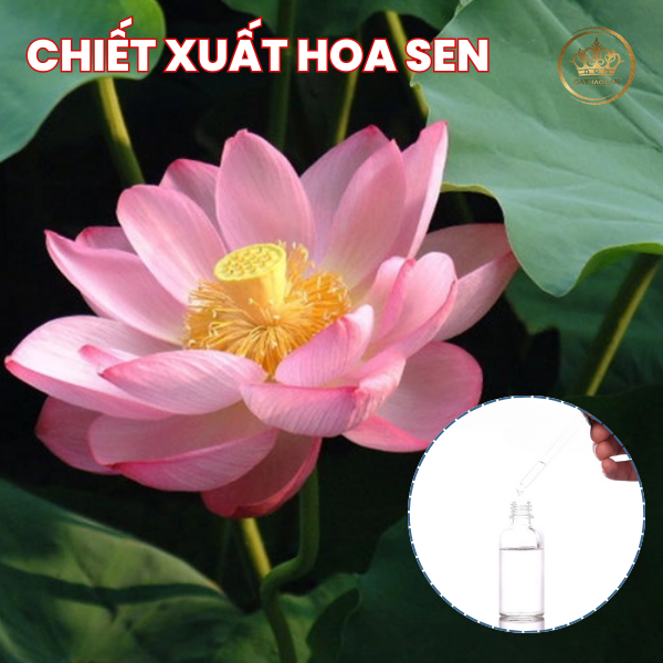 Chiết Xuất Lá Sen: Chất Chống Oxy Hóa Trên Da Mạnh Mẽ