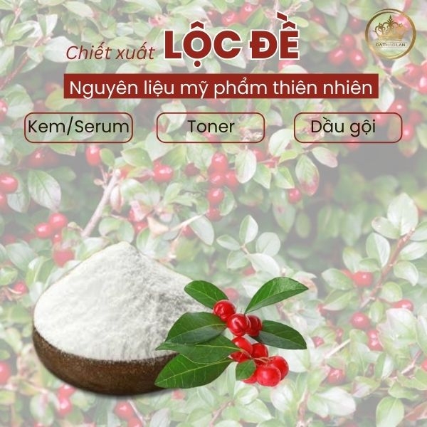 Cung cấp chiết xuất lộc đề giá rẻ toàn quốc